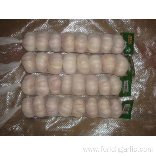 Jinxiang Normal White Garlic With Competitive Price